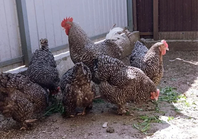 Інкубаційне яйце (курчата). Мехеленська зозуля (малин): смугаста, біла - фото № 5