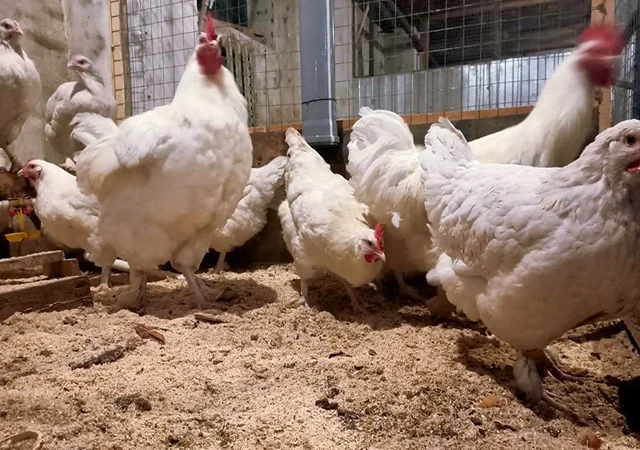 Інкубаційне яйце (курчата). Мехеленська зозуля (малин): смугаста, біла - фото № 6