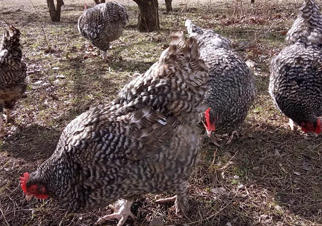 Інкубаційне яйце (курчата). Мехеленська зозуля (малин): смугаста, біла - фото № 7