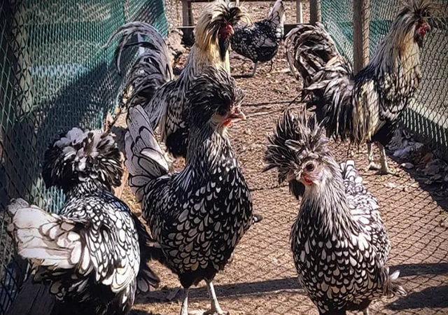 Інкубаційне яйце (курчата). Падуан: срібло, товбут, біле золото - фото № 1