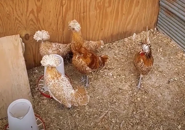 Інкубаційне яйце (курчата). Падуан: срібло, товбут, біле золото - фото № 2