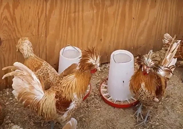 Інкубаційне яйце (курчата). Падуан: срібло, товбут, біле золото - фото № 3