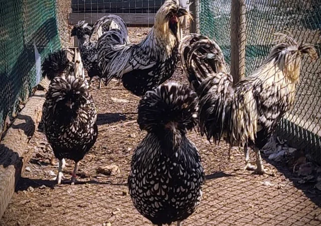 Інкубаційне яйце (курчата). Падуан: срібло, товбут, біле золото - фото № 4