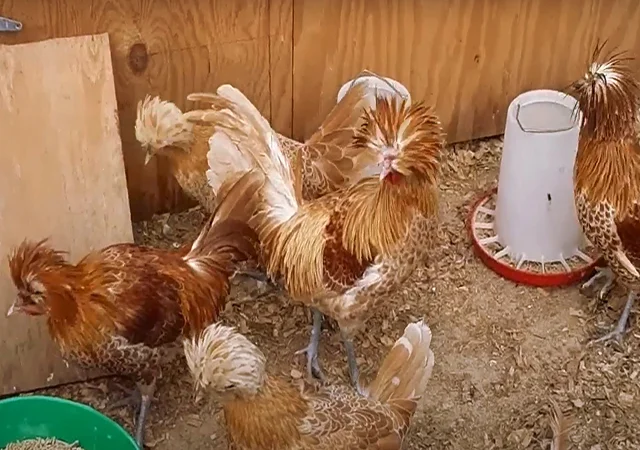 Інкубаційне яйце (курчата). Падуан: срібло, товбут, біле золото - фото № 5