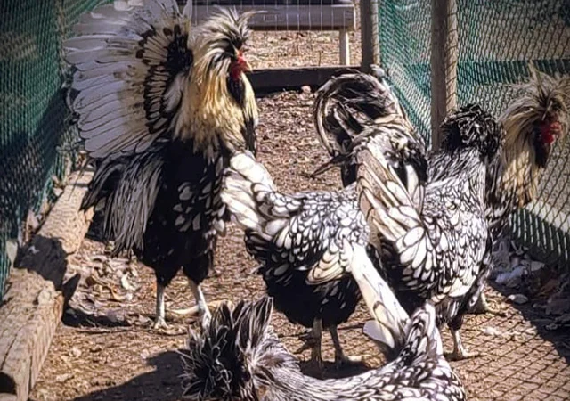 Інкубаційне яйце (курчата). Падуан: срібло, товбут, біле золото - фото № 6