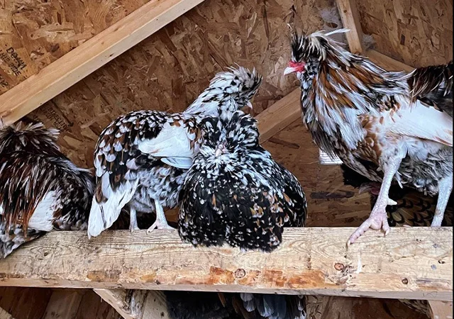 Інкубаційне яйце (курчата). Падуан: срібло, товбут, біле золото - фото № 7