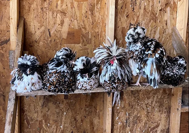 Інкубаційне яйце (курчата). Падуан: срібло, товбут, біле золото - фото № 8