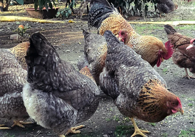 Інкубаційне яйце. Курчата. Білефельдер - фото № 1