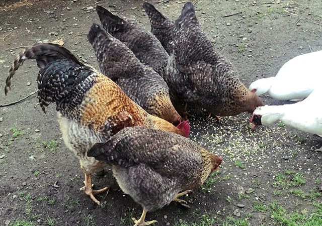 Інкубаційне яйце. Курчата. Білефельдер - фото № 2