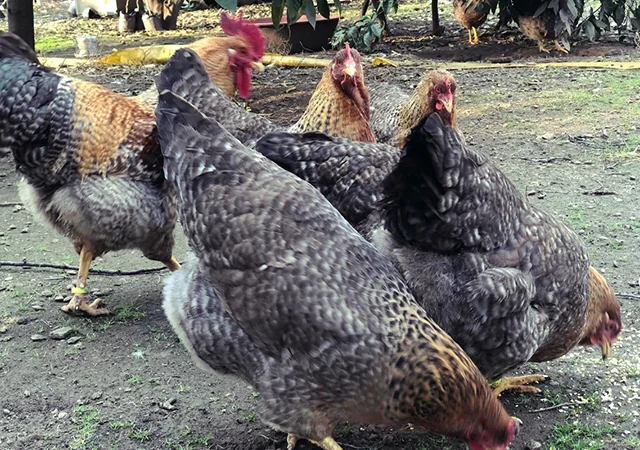 Інкубаційне яйце. Курчата. Білефельдер - фото № 3