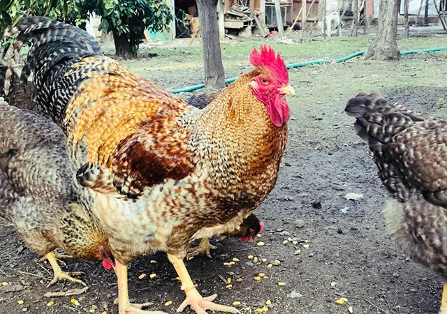 Інкубаційне яйце. Курчата. Білефельдер - фото № 4