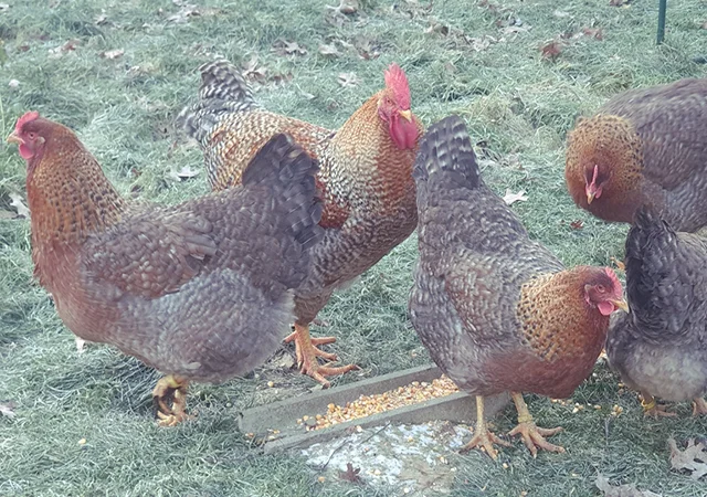 Інкубаційне яйце. Курчата. Білефельдер - фото № 5