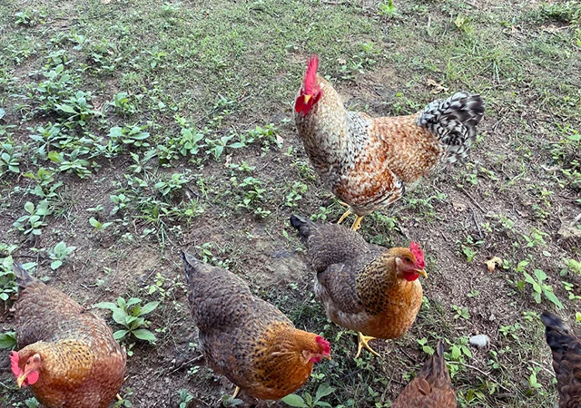 Інкубаційне яйце. Курчата. Білефельдер - фото № 6