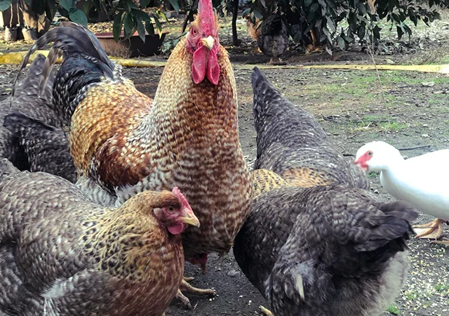 Інкубаційне яйце. Курчата. Білефельдер - фото № 7