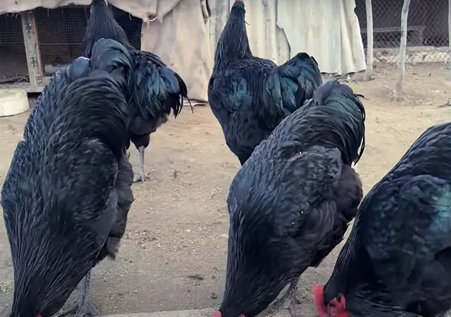 Яйцо инкубационное, цыплята, Джерсийский гигант черный, голубой - фото № 3
