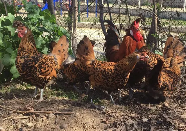 Яйцо инкубационное, цыплята, Аппенцеллер серебро, золото, белое золото - фото № 7