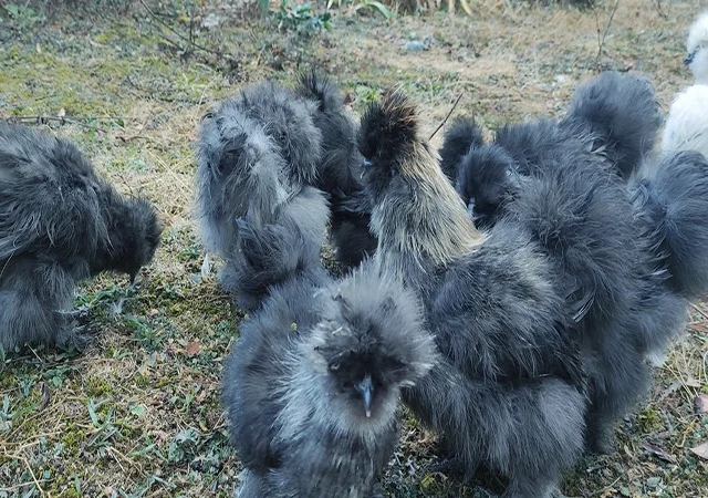 Інкубаційне яйце, курчата, Китайська шовкова чорна, синя, палева, спліш. Оплід хороший - фото № 1