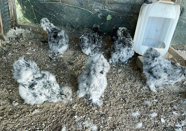 Інкубаційне яйце, курчата, Китайська шовкова чорна, синя, палева, спліш. Оплід хороший - фото № 2