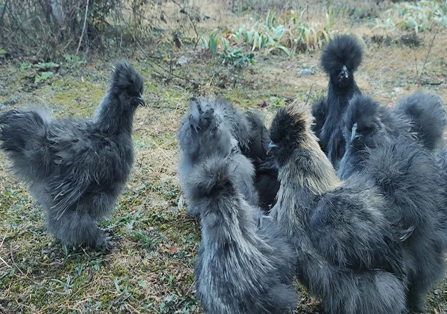 Інкубаційне яйце, курчата, Китайська шовкова чорна, синя, палева, спліш. Оплід хороший - фото № 3