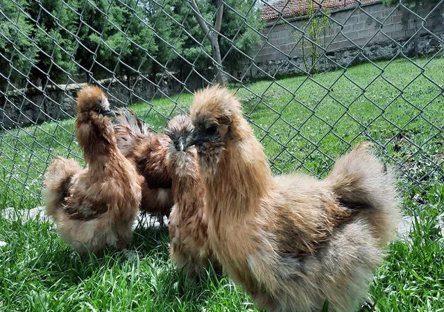 Інкубаційне яйце, курчата, Китайська шовкова чорна, синя, палева, спліш. Оплід хороший - фото № 6