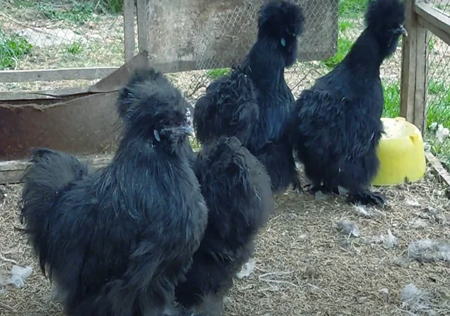 Інкубаційне яйце, курчата, Китайська шовкова чорна, синя, палева, спліш. Оплід хороший - фото № 7