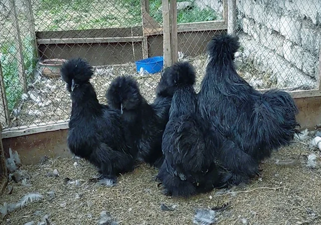 Інкубаційне яйце, курчата, Китайська шовкова чорна, синя, палева, спліш. Оплід хороший - фото № 8