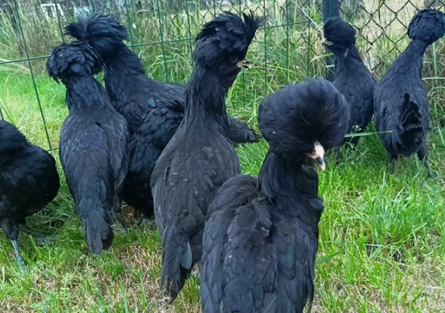Інкубаційне яйце, курчата, Падуан чорний, зозулений. Оплід хороший - фото № 2