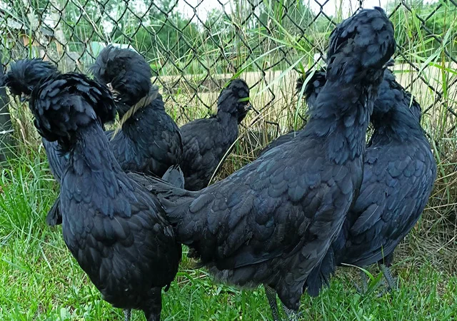 Інкубаційне яйце, курчата, Падуан чорний, зозулений. Оплід хороший - фото № 3