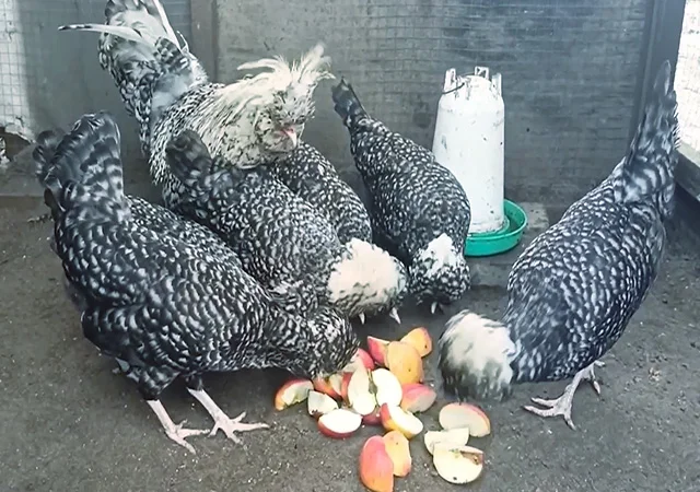 Інкубаційне яйце, курчата, Падуан чорний, зозулений. Оплід хороший - фото № 4