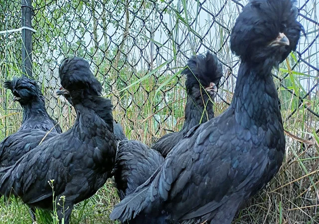Інкубаційне яйце, курчата, Падуан чорний, зозулений. Оплід хороший - фото № 5