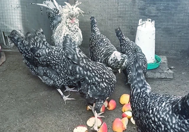 Інкубаційне яйце, курчата, Падуан чорний, зозулений. Оплід хороший - фото № 6