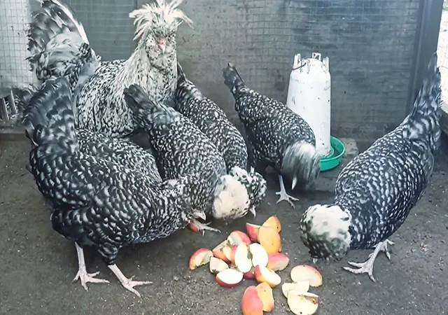 Інкубаційне яйце, курчата, Падуан чорний, зозулений. Оплід хороший - фото № 7