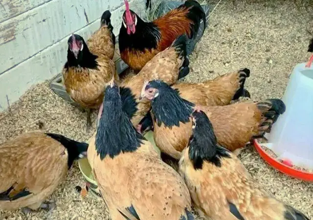 Продается яйцо инкубационное, цыплята. чистопородный Форверк - фото № 2