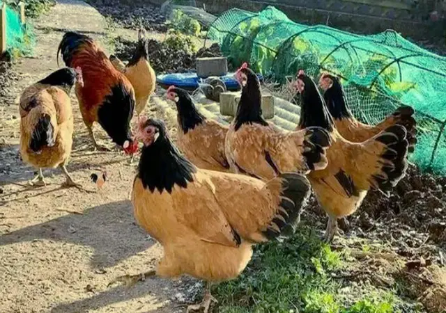 Продается яйцо инкубационное, цыплята. чистопородный Форверк - фото № 4