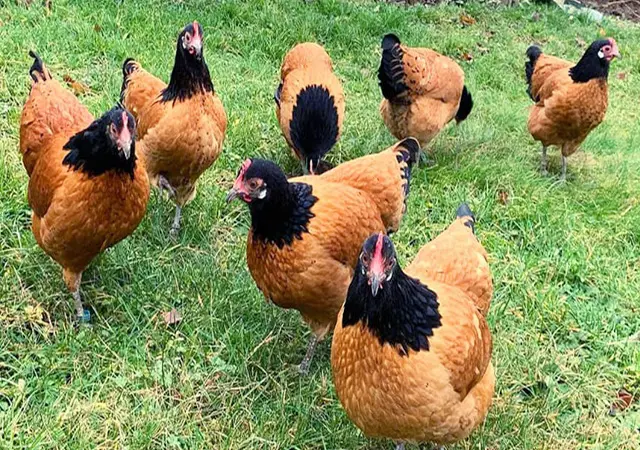 Продается яйцо инкубационное, цыплята. чистопородный Форверк - фото № 5