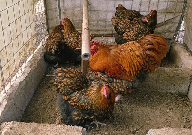 Інкубаційне яйце кур, Орпінгтон палевий, срібло, золото - фото № 1