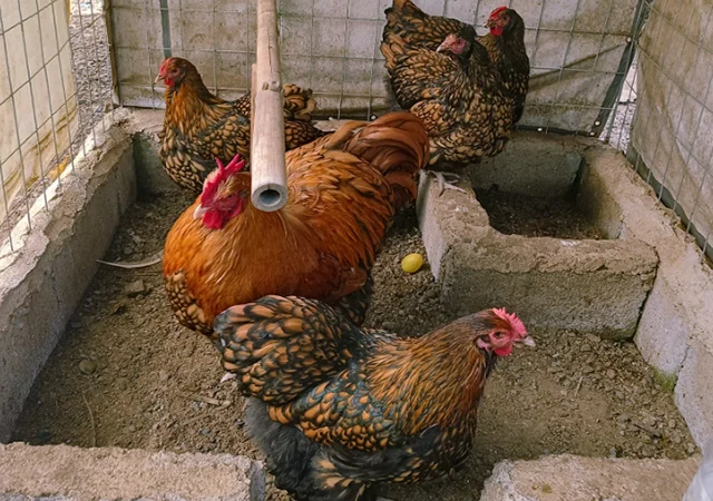 Інкубаційне яйце кур, Орпінгтон палевий, срібло, золото - фото № 2