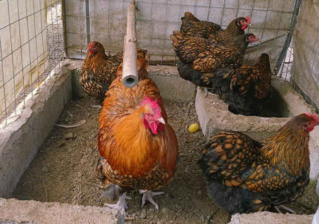 Інкубаційне яйце кур, Орпінгтон палевий, срібло, золото - фото № 3