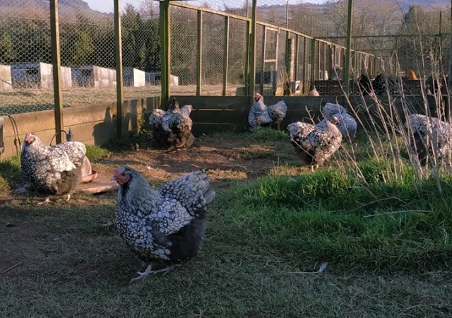 Інкубаційне яйце кур, Орпінгтон палевий, срібло, золото - фото № 4