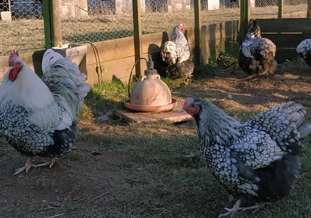 Інкубаційне яйце кур, Орпінгтон палевий, срібло, золото - фото № 5