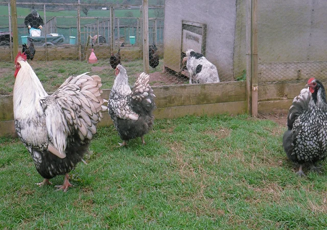 Інкубаційне яйце кур, Орпінгтон палевий, срібло, золото - фото № 6