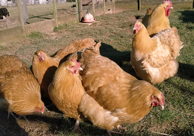 Інкубаційне яйце кур, Орпінгтон палевий, срібло, золото - фото № 7