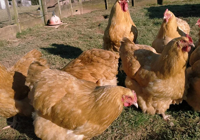 Інкубаційне яйце кур, Орпінгтон палевий, срібло, золото - фото № 8