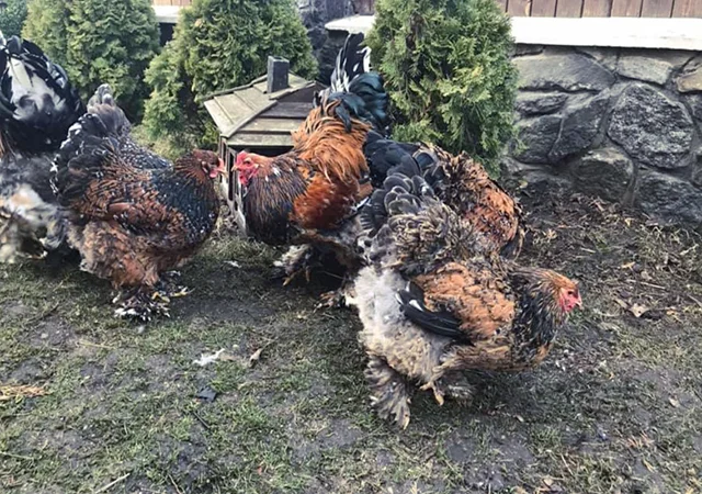 Інкубаційне яйце. Курчата - фото № 1