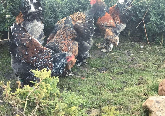 Інкубаційне яйце. Курчата - фото № 2