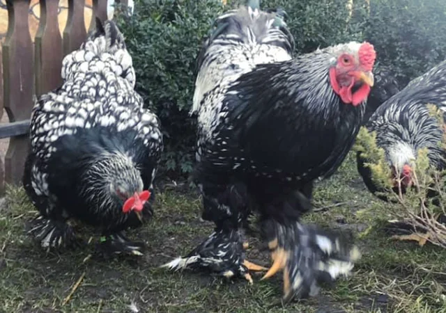 Інкубаційне яйце. Курчата - фото № 3