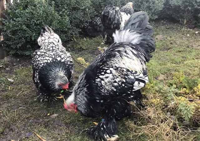 Інкубаційне яйце. Курчата - фото № 4