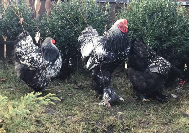 Інкубаційне яйце. Курчата - фото № 5