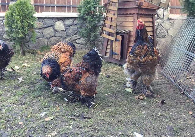 Інкубаційне яйце. Курчата - фото № 6