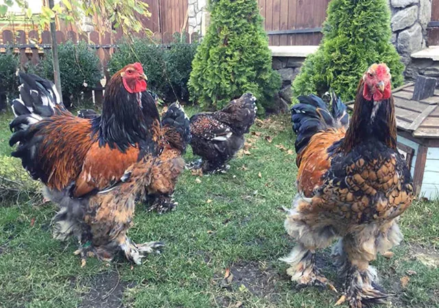 Інкубаційне яйце. Курчата - фото № 7